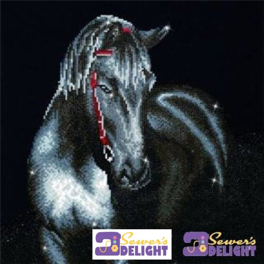 Midnight Stallion